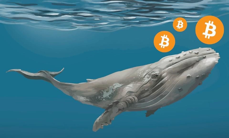 Kripto Balinalarının Gözdesi: Haziran 2025’in İlk Haftasında Hangi Altcoin’ler Öne Çıktı?